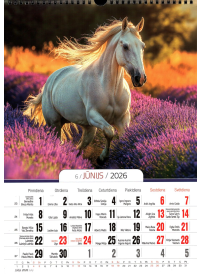 Kal. A3 Zirgi PL2{IMAGE}