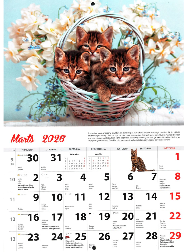 Kal. A4 Kaķi Kuma1{IMAGE}