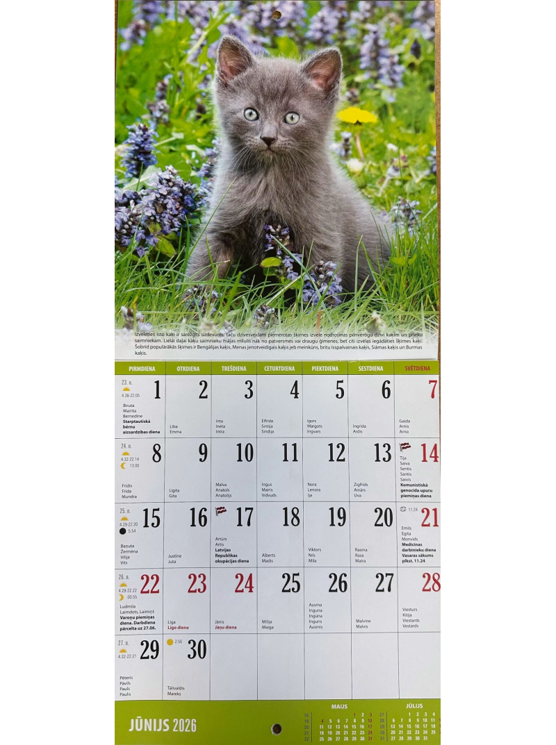 Kal. B5 Kaķi Kuma1{IMAGE}